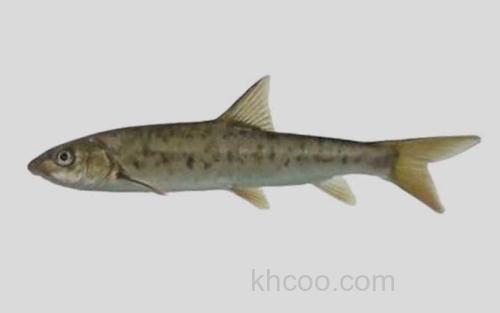 拉萨裸裂尻鱼_0