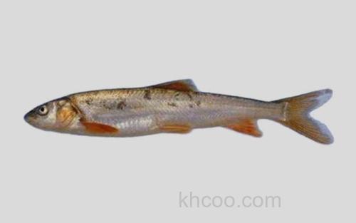 黄河裸裂尻鱼_0