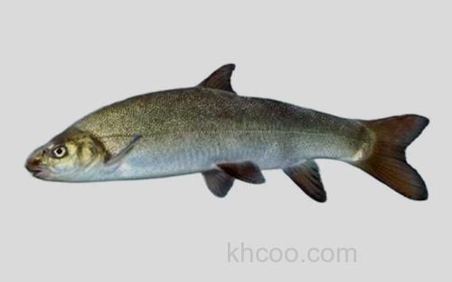 高原裸裂尻鱼_0