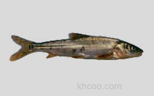 大渡软刺裸裂尻鱼_0