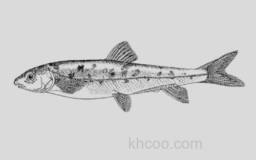 伍氏裸裂尻鱼_0