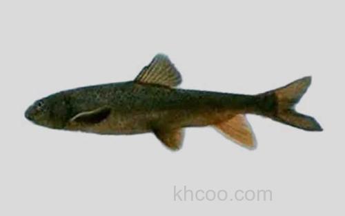 宝兴裸裂尻鱼_0