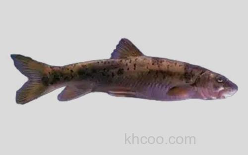 软刺裸裂尻鱼_0