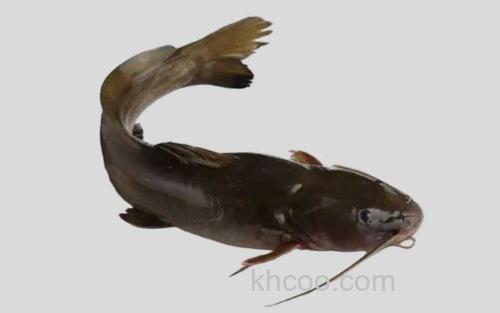 鮠鱼_0