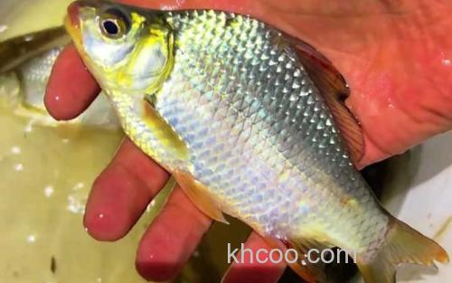高背鲫_3