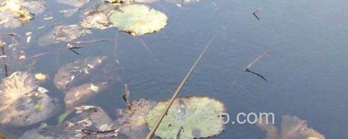 长竿短线钓法_0