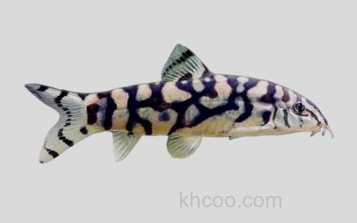 巴基斯坦沙鳅_0