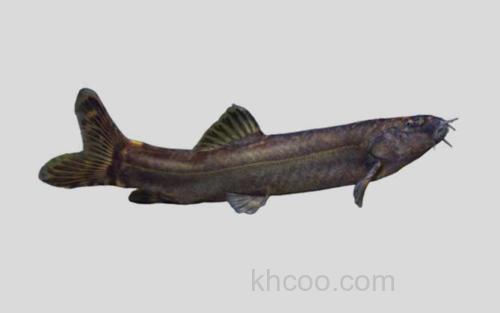 汉水扁尾薄鳅_0