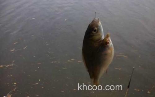鲫鱼_3