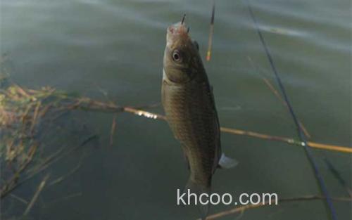 钓鲫鱼_3