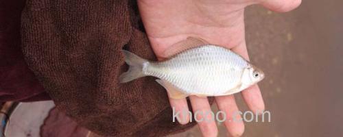 鳑鲏鱼_0