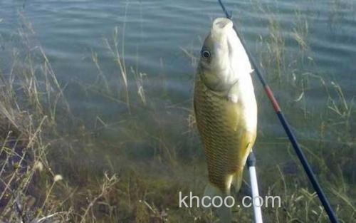 钓鲫鱼_3
