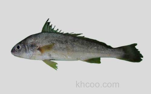 大鼻孔叫姑鱼_0