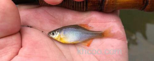 鳑鲏鱼_0