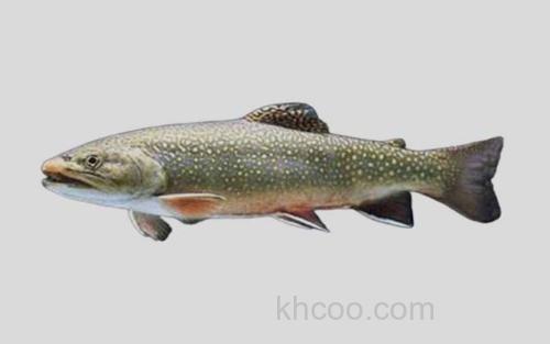 阿瓜大麻哈鱼_0