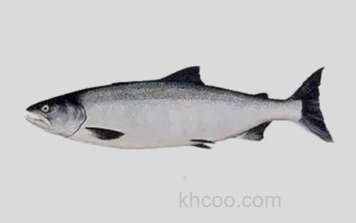 斑点大麻哈鱼_0