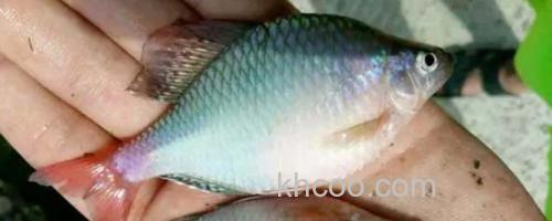 鳑鲏鱼_0