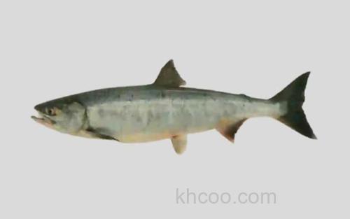 阿东红大麻哈鱼_0