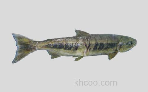 克拉克大麻哈鱼_0