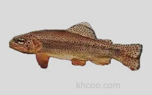 亚利桑那大麻哈鱼_0