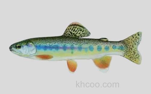 金腹大麻哈鱼_0