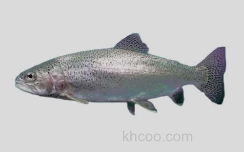 吉尔大麻哈鱼_0