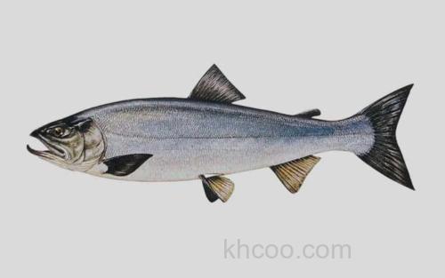 肯氏大麻哈鱼_0