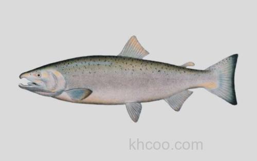 台湾大麻哈鱼_0