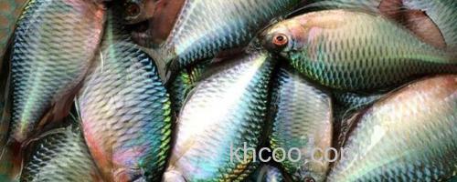 鳑鲏鱼_0