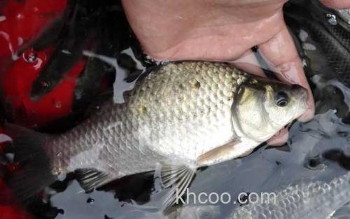 秋天钓大鲫鱼_2