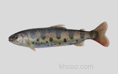 马苏大麻哈鱼_0