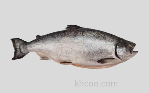 大鳞大麻哈鱼_0