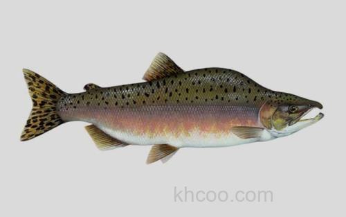 驼背大麻哈鱼_0