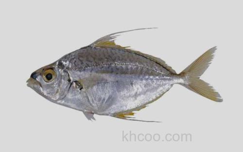 莫尔登岛光侧鲾_0