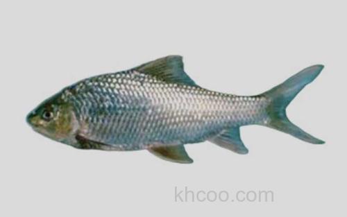 珠江卵形白甲鱼_0