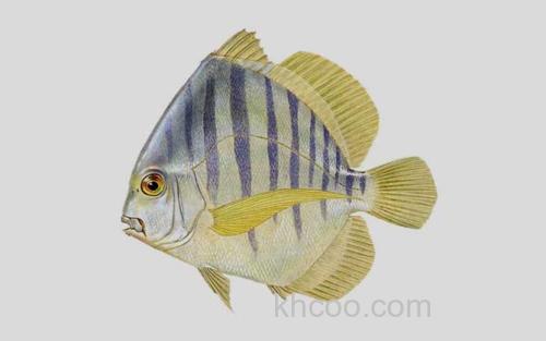 条纹鸡笼鲳_0