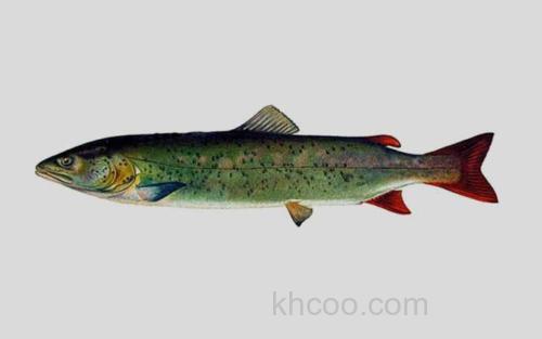 石川氏哲罗鲑_0