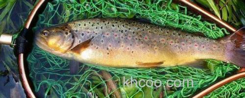 鳟鱼_0
