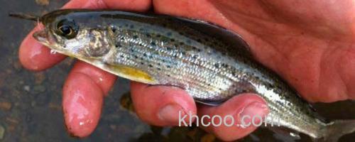 虹鳟鱼_0