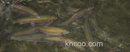 虹鳟鱼_0