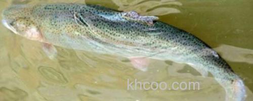 虹鳟鱼_0