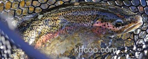 虹鳟鱼_0