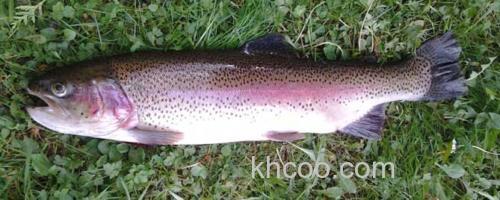 虹鳟鱼_0