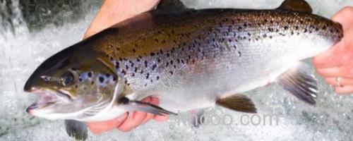 虹鳟鱼_0