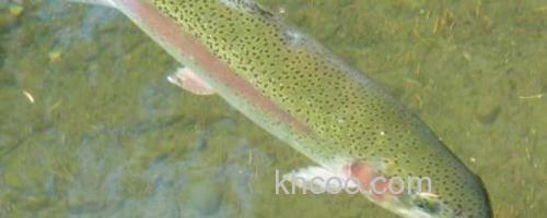 虹鳟鱼_0