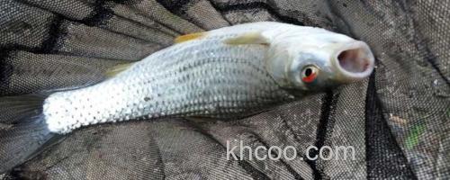 红眼鳟鱼_0