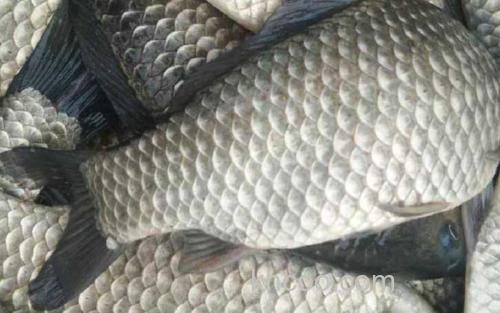 白鲫_2