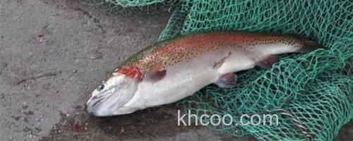 虹鳟鱼_0