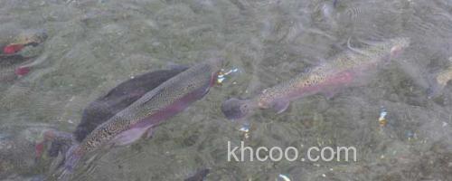 鳟鱼_0