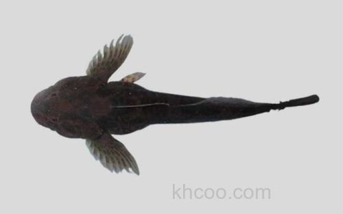 黑龙江中杜父鱼_0